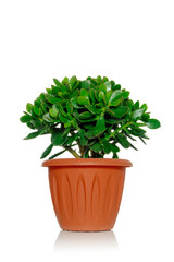Crassula succulent green plant in a pot on a white background covered with water drops