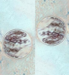 abstract symmetrical vertical photograph of the deserts of Africa from the air, aerial view,...