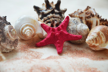 shells and starfish on a background