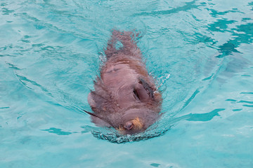 Overhead view of young female Pacific walrus swimming on her back in turquoise water