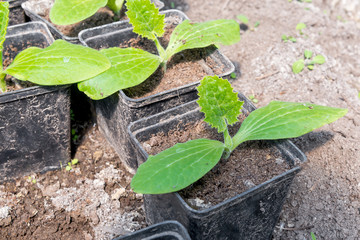 Young seedlings of courgettes, cucumbers, patissons.