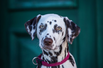 Young dalmatian dog in the front of a house