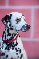 Young dalmatian dog in the front of a wall