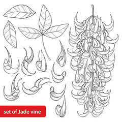 Set of outline Strongylodon flower bunch or turquoise Jade vine, bud and leaves in black isolated on white background. © bokasana