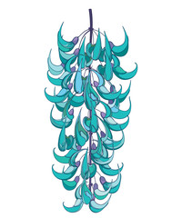 Bunch of outline Strongylodon flower or Jade vine in turquoise colored isolated on white background. © bokasana