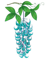 Branch of outline Strongylodon flower bunch or turquoise Jade vine with green leaf and bud isolated on white background.  © bokasana