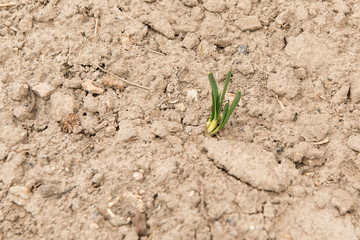 Germinated onion in soil close-up