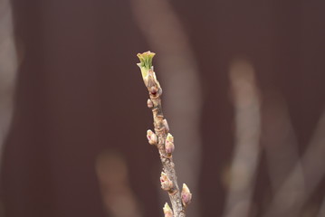 young branch of currants