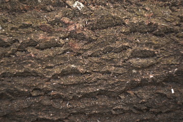 a tree bark background texture 