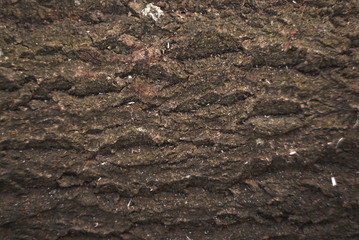 a tree bark background texture 