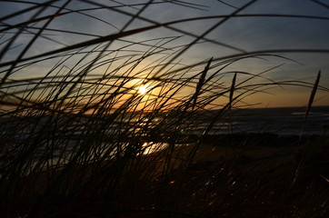 Obraz premium sunset through the grass at the beach 