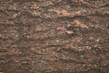 a tree bark background texture 