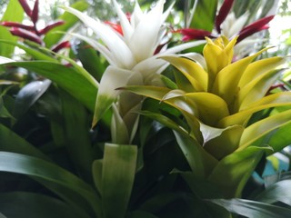 Fototapeta premium Blooming exotic plants close up