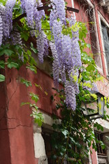 Wisteria Lantern