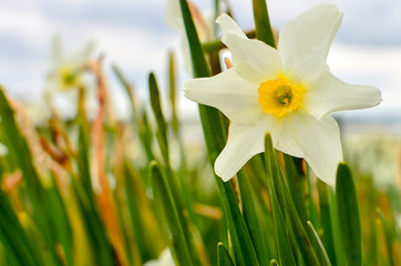 spring daffodils 