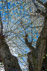 Ramas de un árbol floreciendo en primavera.