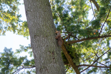 Eichhörnchen auf Baum