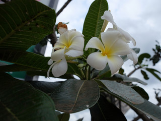 inflorescence of white flowers, white petals with a yellow center