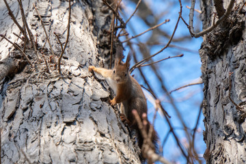 Eichhörnchen auf Baum