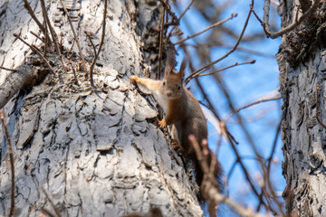 Naklejka na ściany i meble Eichhörnchen auf Baum