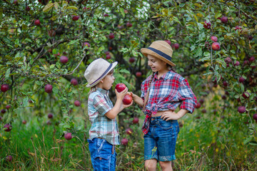 Portrait of a brother and sister in the garden with red apples.