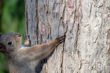 Eichhörnchen auf Baum