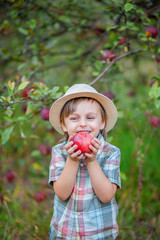 Portrait of a cute boy in the garden with a red apple.