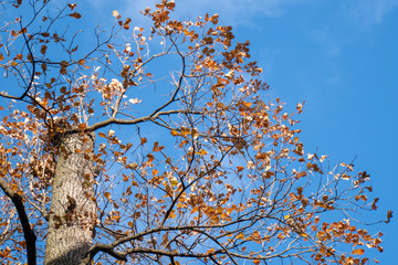 Baumkrone im Frühling
