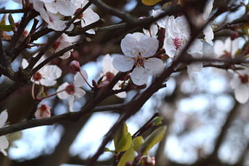 Cherry blossom flower growing on tree branch