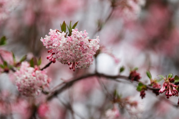Branch of  Viburnum bodnantense Dawn flowering tree in the spring garden