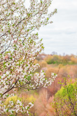Fototapeta premium Blooming tree apricot branch in spring garden.