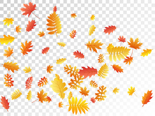 Oak, maple, wild ash rowan leaves vector, autumn foliage on transparent background.