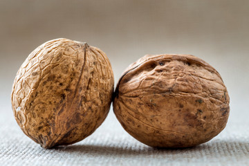 Close-up of walnuts in wooden shell isolated on light copy space background. Healthy tasty organic food concept.
