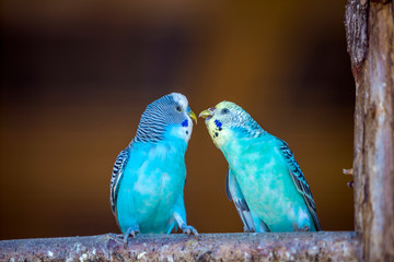 Small bright blue parrots birds sitting on tree branch on blurred copy space background. Keeping pets at home concept.