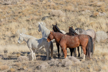 Wild Horses in Utah in Winter