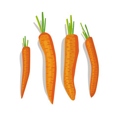 Vector illustration of row of carrots on the white background.