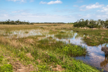 Landscape view of Everglades National Park along the Shark Valley Trail during the day (Florida).