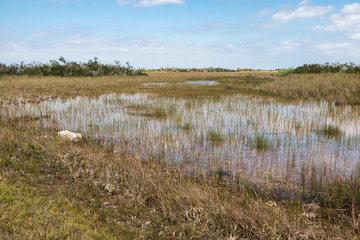 Landscape view of Everglades National Park along the Shark Valley Trail during the day (Florida).