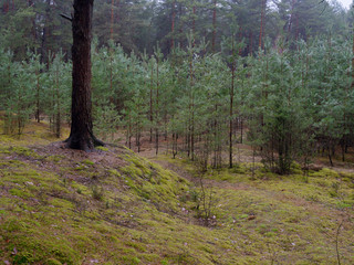 dark dense pine forest. tree trunks and shrubs