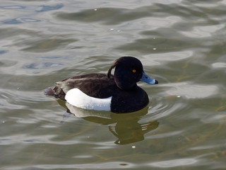 Aythya fuligula - Le Fuligule morillon mâle, un canard plongeur au plumage noir aux flancs blanc