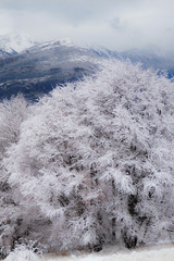 bosco di faggio con Galaverna sui rami