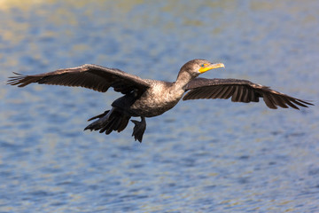 A wild double crested cormorant along the Anhinga Trail in Everglades National Park (Florida).