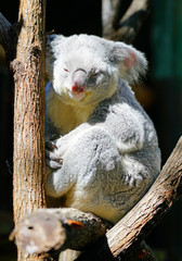 A koala on a eucalyptus gum tree in Australia