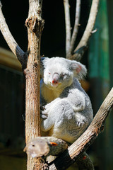 A koala on a eucalyptus gum tree in Australia