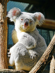 A koala on a eucalyptus gum tree in Australia