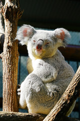 A koala on a eucalyptus gum tree in Australia