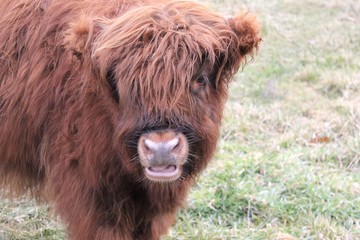 highland calf
