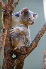 A koala on a eucalyptus gum tree in Australia