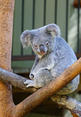 A koala on a eucalyptus gum tree in Australia