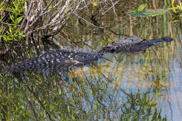 A wild alligator swimming in the waters of Everglades National Park (Florida).